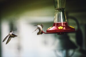 Two hummingbirds fighting at a feeder. Babylon vs Jerusalem